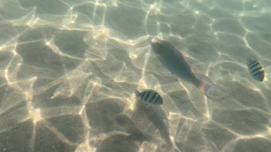 Balık. Balıklar. Mercan kayalıkları. Su altındaki mercan resiflerinde renkli yaşam. Renkli Tropikal Balıklar ve Deniz Hayatı. Sazlıktaki mercan kayalıklarında bir sürü balık var..