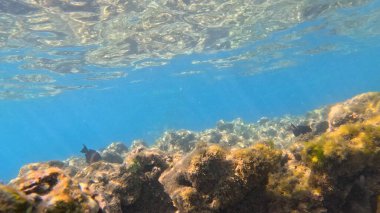 Balık. Balıklar. Mercan kayalıkları. Su altındaki mercan resiflerinde renkli yaşam. Renkli Tropikal Balıklar ve Deniz Hayatı. Sazlıktaki mercan kayalıklarında bir sürü balık var..