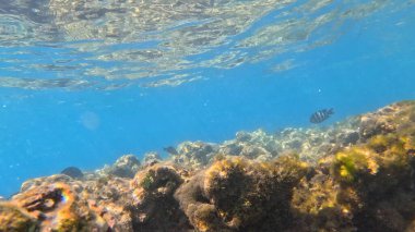 Balık. Balıklar. Mercan kayalıkları. Su altındaki mercan resiflerinde renkli yaşam. Renkli Tropikal Balıklar ve Deniz Hayatı. Sazlıktaki mercan kayalıklarında bir sürü balık var..