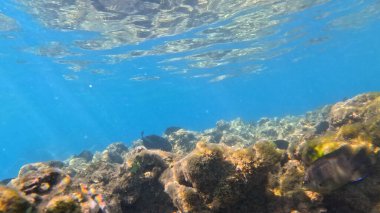Balık. Balıklar. Mercan kayalıkları. Su altındaki mercan resiflerinde renkli yaşam. Renkli Tropikal Balıklar ve Deniz Hayatı. Sazlıktaki mercan kayalıklarında bir sürü balık var..