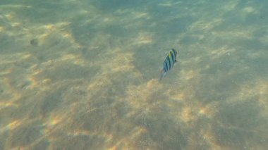 Balık. Balıklar. Mercan kayalıkları. Su altındaki mercan resiflerinde renkli yaşam. Renkli Tropikal Balıklar ve Deniz Hayatı. Sazlıktaki mercan kayalıklarında bir sürü balık var..