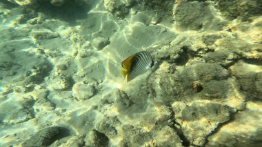 Balık. Balıklar. Mercan kayalıkları. Su altındaki mercan resiflerinde renkli yaşam. Renkli Tropikal Balıklar ve Deniz Hayatı. Sazlıktaki mercan kayalıklarında bir sürü balık var..