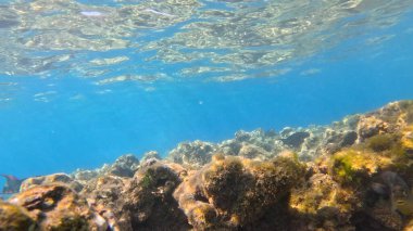 Balık. Balıklar. Mercan kayalıkları. Su altındaki mercan resiflerinde renkli yaşam. Renkli Tropikal Balıklar ve Deniz Hayatı. Sazlıktaki mercan kayalıklarında bir sürü balık var..
