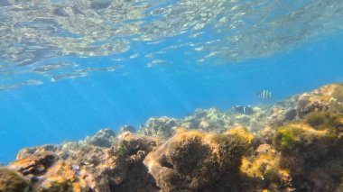 Balık. Balıklar. Mercan kayalıkları. Su altındaki mercan resiflerinde renkli yaşam. Renkli Tropikal Balıklar ve Deniz Hayatı. Sazlıktaki mercan kayalıklarında bir sürü balık var..