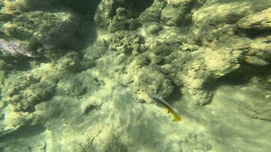Balık. Balıklar. Mercan kayalıkları. Su altındaki mercan resiflerinde renkli yaşam. Renkli Tropikal Balıklar ve Deniz Hayatı. Sazlıktaki mercan kayalıklarında bir sürü balık var..