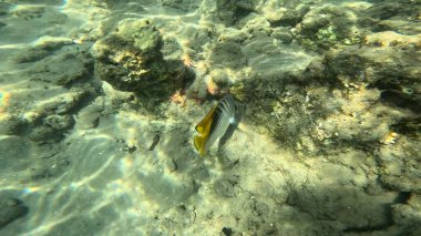 Balık. Balıklar. Mercan kayalıkları. Su altındaki mercan resiflerinde renkli yaşam. Renkli Tropikal Balıklar ve Deniz Hayatı. Sazlıktaki mercan kayalıklarında bir sürü balık var..