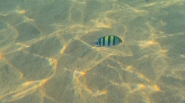 Balık. Balıklar. Mercan kayalıkları. Su altındaki mercan resiflerinde renkli yaşam. Renkli Tropikal Balıklar ve Deniz Hayatı. Sazlıktaki mercan kayalıklarında bir sürü balık var..