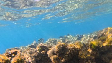 Balık. Balıklar. Mercan kayalıkları. Su altındaki mercan resiflerinde renkli yaşam. Renkli Tropikal Balıklar ve Deniz Hayatı. Sazlıktaki mercan kayalıklarında bir sürü balık var..