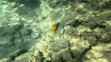Balık. Balıklar. Mercan kayalıkları. Su altındaki mercan resiflerinde renkli yaşam. Renkli Tropikal Balıklar ve Deniz Hayatı. Sazlıktaki mercan kayalıklarında bir sürü balık var..