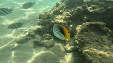 Balık. Balıklar. Mercan kayalıkları. Su altındaki mercan resiflerinde renkli yaşam. Renkli Tropikal Balıklar ve Deniz Hayatı. Sazlıktaki mercan kayalıklarında bir sürü balık var..