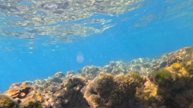 Balık. Balıklar. Mercan kayalıkları. Su altındaki mercan resiflerinde renkli yaşam. Renkli Tropikal Balıklar ve Deniz Hayatı. Sazlıktaki mercan kayalıklarında bir sürü balık var..