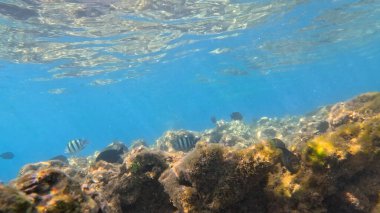 Balık. Balıklar. Mercan kayalıkları. Su altındaki mercan resiflerinde renkli yaşam. Renkli Tropikal Balıklar ve Deniz Hayatı. Sazlıktaki mercan kayalıklarında bir sürü balık var..