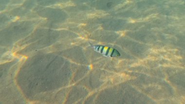 Balık. Balıklar. Mercan kayalıkları. Su altındaki mercan resiflerinde renkli yaşam. Renkli Tropikal Balıklar ve Deniz Hayatı. Sazlıktaki mercan kayalıklarında bir sürü balık var..