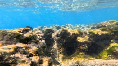 Balık. Balıklar. Mercan kayalıkları. Su altındaki mercan resiflerinde renkli yaşam. Renkli Tropikal Balıklar ve Deniz Hayatı. Sazlıktaki mercan kayalıklarında bir sürü balık var..