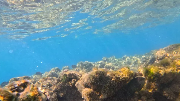 Balık. Balıklar. Mercan kayalıkları. Su altındaki mercan resiflerinde renkli yaşam. Renkli Tropikal Balıklar ve Deniz Hayatı. Sazlıktaki mercan kayalıklarında bir sürü balık var..