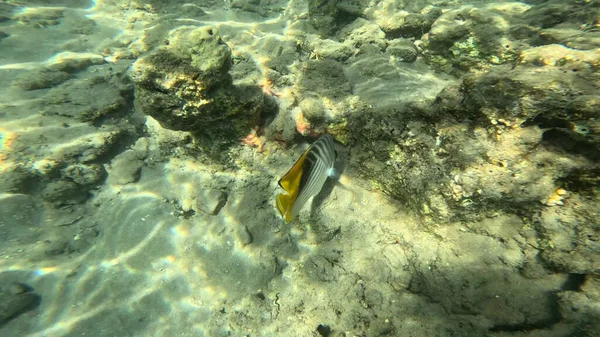 Balık. Balıklar. Mercan kayalıkları. Su altındaki mercan resiflerinde renkli yaşam. Renkli Tropikal Balıklar ve Deniz Hayatı. Sazlıktaki mercan kayalıklarında bir sürü balık var..