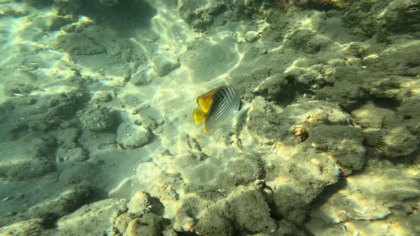 Balık. Balıklar. Mercan kayalıkları. Su altındaki mercan resiflerinde renkli yaşam. Renkli Tropikal Balıklar ve Deniz Hayatı. Sazlıktaki mercan kayalıklarında bir sürü balık var..