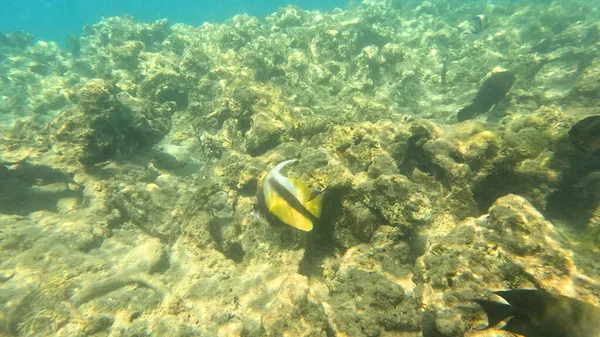 Balık. Balıklar. Mercan kayalıkları. Su altındaki mercan resiflerinde renkli yaşam. Renkli Tropikal Balıklar ve Deniz Hayatı. Sazlıktaki mercan kayalıklarında bir sürü balık var..