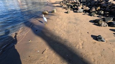 Büyük Akbalıkçıl. Büyük Akbalıkçıl Batı Resifi Balıkçıl. Büyük balıkçıl (Ardea alba). Batı resifleri, Mısır, Kızıldeniz 'de beyaz morf balıkçılığı yapıyor. Balıkçıl. Beyaz Morph. Balıkçıl resifi. Yavaş Hareket.