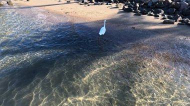 Büyük Akbalıkçıl. Büyük Akbalıkçıl Batı Resifi Balıkçıl. Büyük balıkçıl (Ardea alba). Batı resifleri, Mısır, Kızıldeniz 'de beyaz morf balıkçılığı yapıyor. Balıkçıl. Beyaz Morph. Balıkçıl resifi. Yavaş Hareket.