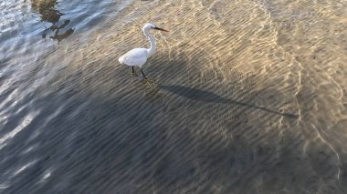Büyük Akbalıkçıl. Büyük Akbalıkçıl Batı Resifi Balıkçıl. Büyük balıkçıl (Ardea alba). Batı resifleri, Mısır, Kızıldeniz 'de beyaz morf balıkçılığı yapıyor. Balıkçıl. Beyaz Morph. Balıkçıl resifi. Yavaş Hareket.