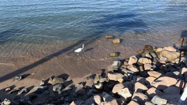 Büyük Akbalıkçıl. Büyük Akbalıkçıl Batı Resifi Balıkçıl. Büyük balıkçıl (Ardea alba). Batı resifleri, Mısır, Kızıldeniz 'de beyaz morf balıkçılığı yapıyor. Balıkçıl. Beyaz Morph. Balıkçıl resifi. Yavaş Hareket.