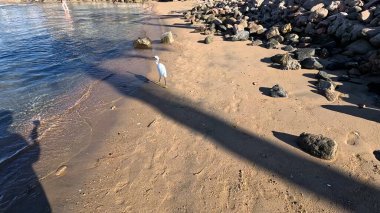 Büyük Akbalıkçıl. Büyük Akbalıkçıl Batı Resifi Balıkçıl. Büyük balıkçıl (Ardea alba). Batı resifleri, Mısır, Kızıldeniz 'de beyaz morf balıkçılığı yapıyor. Balıkçıl. Beyaz Morph. Balıkçıl resifi. Yavaş Hareket.