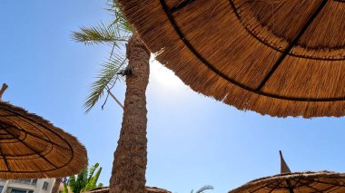 Kumsal Şemsiyesi ve Sunbed, Sandy Coast 'ta. Okyanus manzaralı deniz kenarı tatil konsepti. Deniz tatil köyü atmosferi dinleniyor. Okyanus kıyısında huzurlu bir yaz günü. Seyahat Konsepti.