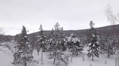 Karla kaplı Ağaçlarla Donmuş Kış Ormanı. Soğuk Mevsimlik Orman Manzarası. Buzlu Doğa Sahnesi, Sakin Kış Atmosferi, Doğal Arkaplan.