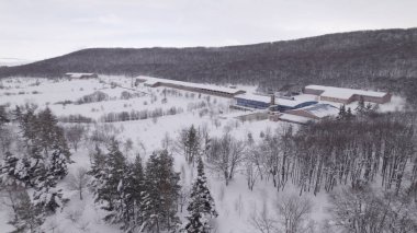 Karla kaplı Ağaçlarla Donmuş Kış Ormanı. Soğuk Mevsimlik Orman Manzarası. Buzlu Doğa Sahnesi, Sakin Kış Atmosferi, Doğal Arkaplan.