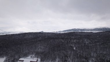 Karla kaplı Ağaçlarla Donmuş Kış Ormanı. Soğuk Mevsimlik Orman Manzarası. Buzlu Doğa Sahnesi, Sakin Kış Atmosferi, Doğal Arkaplan.