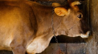 Kırsal Tarım Ortamı Evcil İnekleri, Çoklu Sığır Bekleme ve Besleme Açısı Kapalı ve Kapalı Alan, Tarım, Çiftlik Hayvanları Veritabanı, Veteriner.