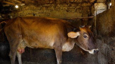 Kırsal Tarım Ortamı Evcil İnekleri, Çoklu Sığır Bekleme ve Besleme Açısı Kapalı ve Kapalı Alan, Tarım, Çiftlik Hayvanları Veritabanı, Veteriner.