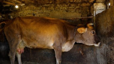 Kırsal Tarım Ortamı Evcil İnekleri, Çoklu Sığır Bekleme ve Besleme Açısı Kapalı ve Kapalı Alan, Tarım, Çiftlik Hayvanları Veritabanı, Veteriner.