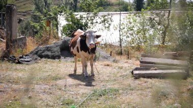 Kırsal Tarım Ortamı Evcil İnekleri, Çoklu Sığır Bekleme ve Besleme Açısı Kapalı ve Kapalı Alan, Tarım, Çiftlik Hayvanları Veritabanı, Veteriner.