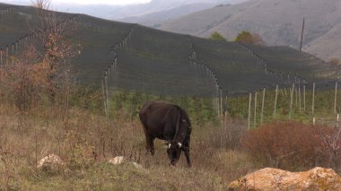 Kırsal Tarım Ortamı Evcil İnekleri, Çoklu Sığır Bekleme ve Besleme Açısı Kapalı ve Kapalı Alan, Tarım, Çiftlik Hayvanları Veritabanı, Veteriner.