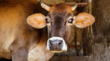 Kırsal Tarım Ortamı Evcil İnekleri, Çoklu Sığır Bekleme ve Besleme Açısı Kapalı ve Kapalı Alan, Tarım, Çiftlik Hayvanları Veritabanı, Veteriner.