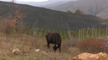 Kırsal Tarım Ortamı Evcil İnekleri, Çoklu Sığır Bekleme ve Besleme Açısı Kapalı ve Kapalı Alan, Tarım, Çiftlik Hayvanları Veritabanı, Veteriner.