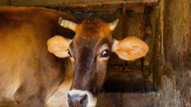 Kırsal Tarım Ortamı Evcil İnekleri, Çoklu Sığır Bekleme ve Besleme Açısı Kapalı ve Kapalı Alan, Tarım, Çiftlik Hayvanları Veritabanı, Veteriner.