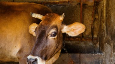 Kırsal Tarım Ortamı Evcil İnekleri, Çoklu Sığır Bekleme ve Besleme Açısı Kapalı ve Kapalı Alan, Tarım, Çiftlik Hayvanları Veritabanı, Veteriner.