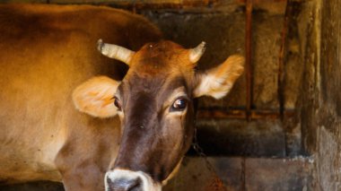 Kırsal Tarım Ortamı Evcil İnekleri, Çoklu Sığır Bekleme ve Besleme Açısı Kapalı ve Kapalı Alan, Tarım, Çiftlik Hayvanları Veritabanı, Veteriner.