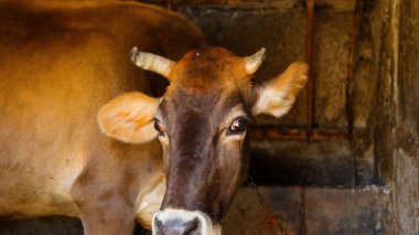 Kırsal Tarım Ortamı Evcil İnekleri, Çoklu Sığır Bekleme ve Besleme Açısı Kapalı ve Kapalı Alan, Tarım, Çiftlik Hayvanları Veritabanı, Veteriner.