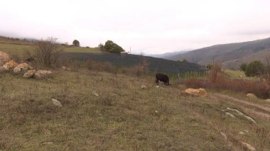 Kırsal Tarım Ortamı Evcil İnekleri, Çoklu Sığır Bekleme ve Besleme Açısı Kapalı ve Kapalı Alan, Tarım, Çiftlik Hayvanları Veritabanı, Veteriner.