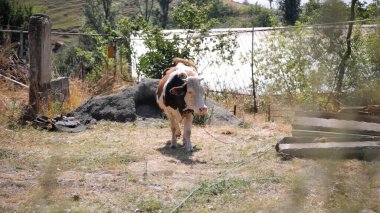 Kırsal Tarım Ortamı Evcil İnekleri, Çoklu Sığır Bekleme ve Besleme Açısı Kapalı ve Kapalı Alan, Tarım, Çiftlik Hayvanları Veritabanı, Veteriner.