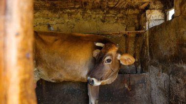 Kırsal Tarım Ortamı Evcil İnekleri, Çoklu Sığır Bekleme ve Besleme Açısı Kapalı ve Kapalı Alan, Tarım, Çiftlik Hayvanları Veritabanı, Veteriner.