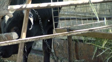 Kırsal Tarım Ortamı Evcil İnekleri, Çoklu Sığır Bekleme ve Besleme Açısı Kapalı ve Kapalı Alan, Tarım, Çiftlik Hayvanları Veritabanı, Veteriner.