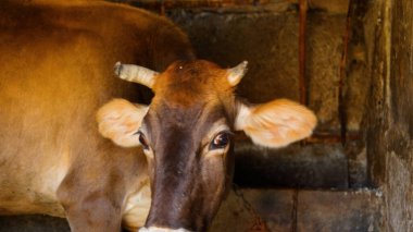 Kırsal Tarım Ortamı Evcil İnekleri, Çoklu Sığır Bekleme ve Besleme Açısı Kapalı ve Kapalı Alan, Tarım, Çiftlik Hayvanları Veritabanı, Veteriner.