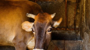 Kırsal Tarım Ortamı Evcil İnekleri, Çoklu Sığır Bekleme ve Besleme Açısı Kapalı ve Kapalı Alan, Tarım, Çiftlik Hayvanları Veritabanı, Veteriner.