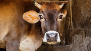 Kırsal Tarım Ortamı Evcil İnekleri, Çoklu Sığır Bekleme ve Besleme Açısı Kapalı ve Kapalı Alan, Tarım, Çiftlik Hayvanları Veritabanı, Veteriner.
