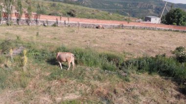 Kırsal Tarım Ortamı Evcil İnekleri, Çoklu Sığır Bekleme ve Besleme Açısı Kapalı ve Kapalı Alan, Tarım, Çiftlik Hayvanları Veritabanı, Veteriner.